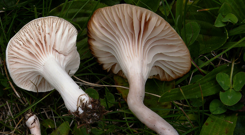 Entoloma neglectum